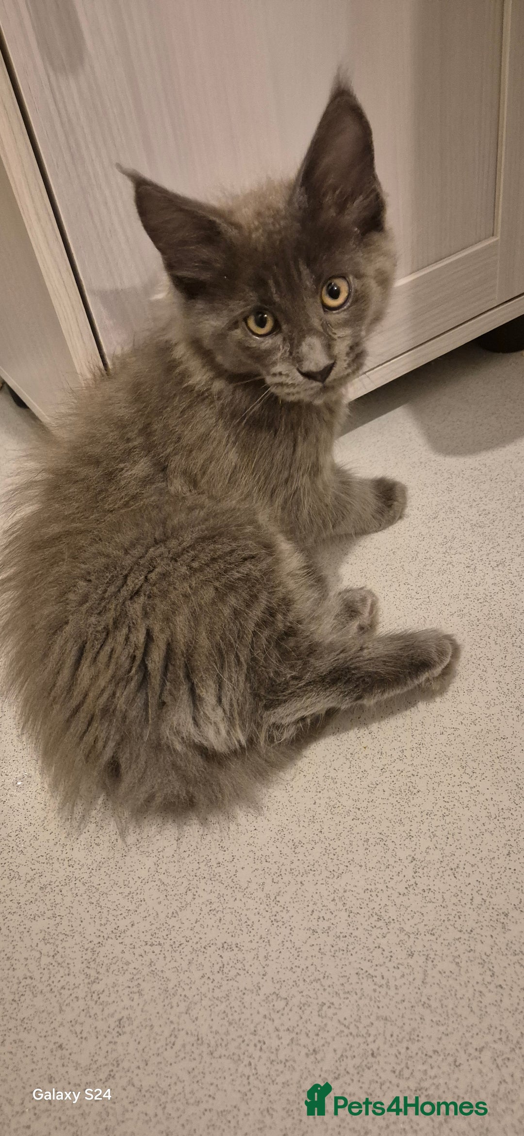 Maine Coon cats for sale: Maine Coon kittens Glasgow  - Image 33
