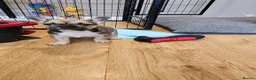 French Bulldog dogs for sale: Beautiful frenchies ready now - Advert 11