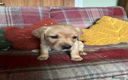 Labrador Retriever dogs for sale: Stunning Litter of Top Class Labrador Puppies - Image 9