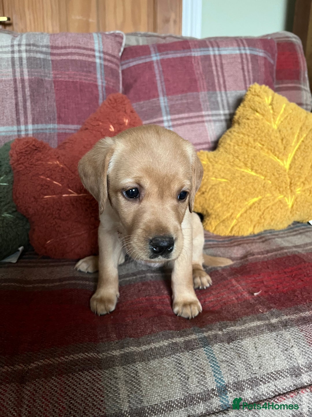 Labrador Retriever dogs for sale: Stunning Litter of Top Class Labrador Puppies - Image 9