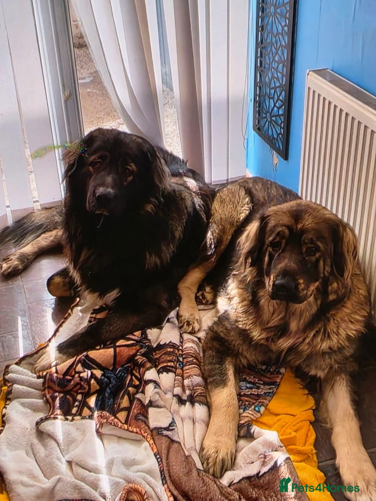Caucasian Shepherd Dog dogs Puppies  - Advert 4