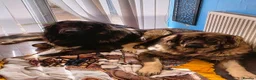 Caucasian Shepherd Dog dogs for sale: Puppies  in Hereford - Advert 1