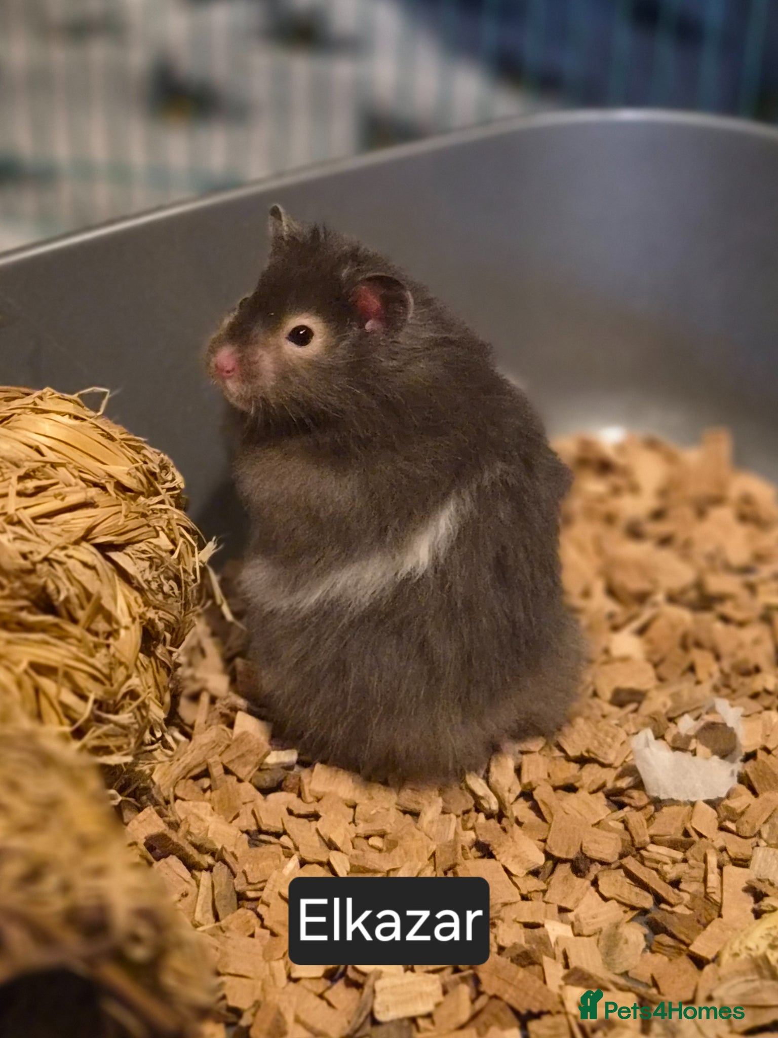 Hamster rodents for sale: Male Long Haired Pedigree Syrian Hamster Pups  - Advert 4