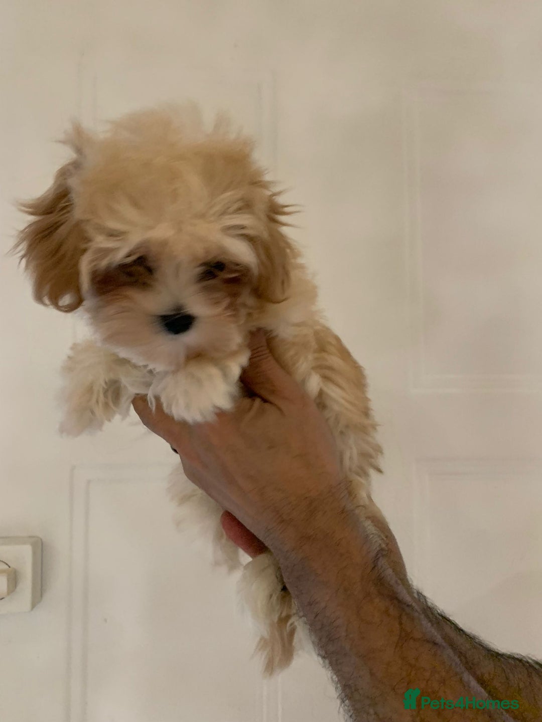 Maltipoo dogs for sale: Maltipoo Puppies – 3 Girls & 3 Boys - Image 6