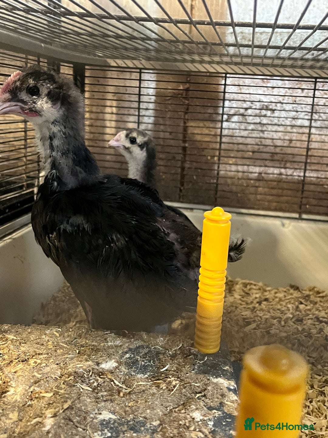 Hens poultry for sale: Black Croad Langshans for sale in Bolton  - Image 3