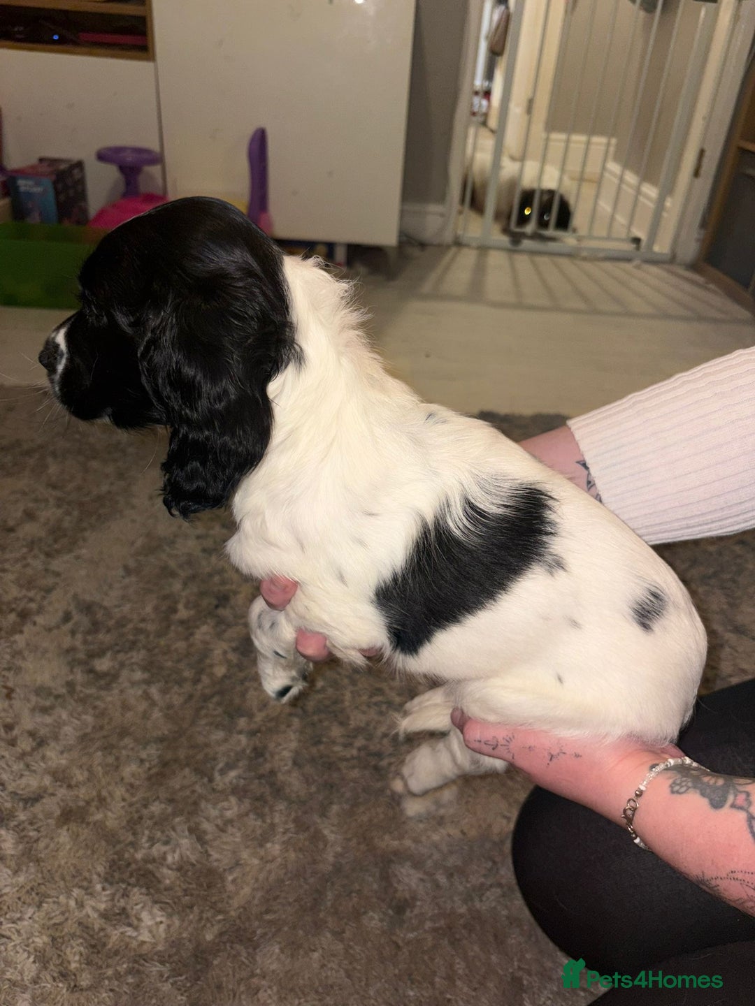 English Springer Spaniel dogs for sale: Beautiful Springer Boys - Advert 7
