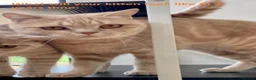 British Shorthair cats for sale: Pure breed British Shorthair Female - Advert 5