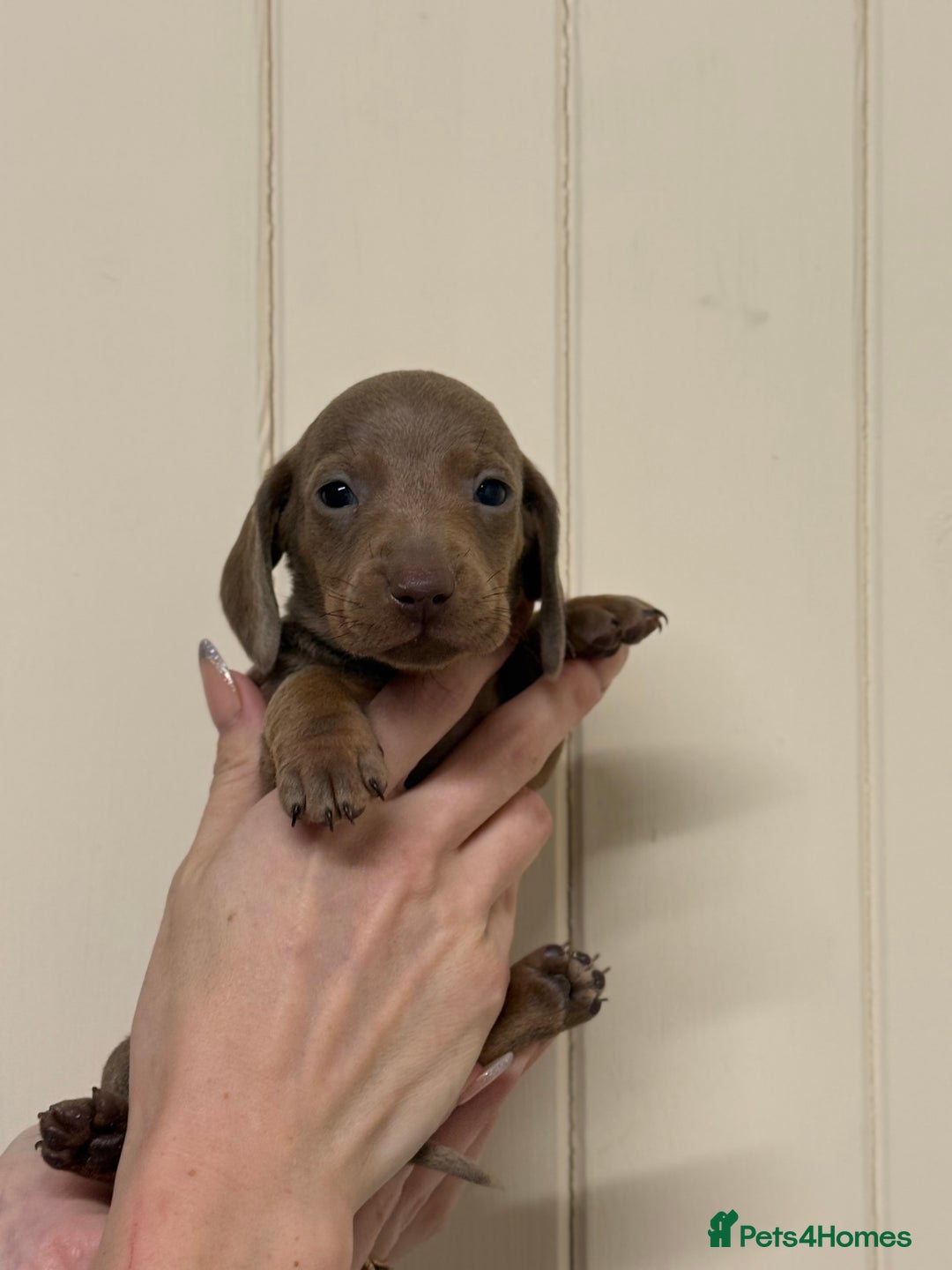 Miniature Dachshund dogs for sale: Miniature Dachshund Pups Ready To Leave - Advert 4