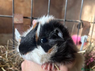 Guinea Pig rodents - Advert 12