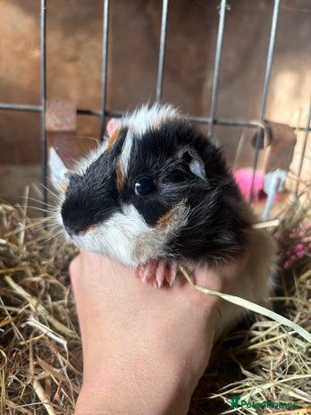 Guinea Pig rodents - Advert 1