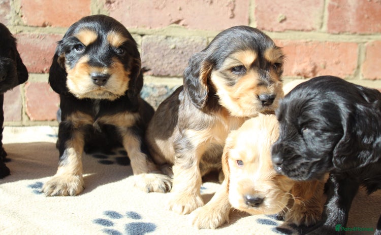 Cocker Spaniel dogs - Advert 4