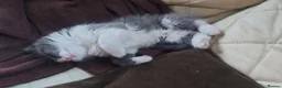 Mixed Breed cats for sale: Sweet kittens looking for a good home in Slough - Advert 4