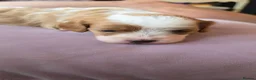 Cavapoo dogs for sale: Ready to go  !!Beautiful cavapoo puppies  - Advert 15