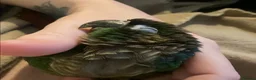Conures birds for sale: Hand reared tame conure and kakarikis  - Advert 1
