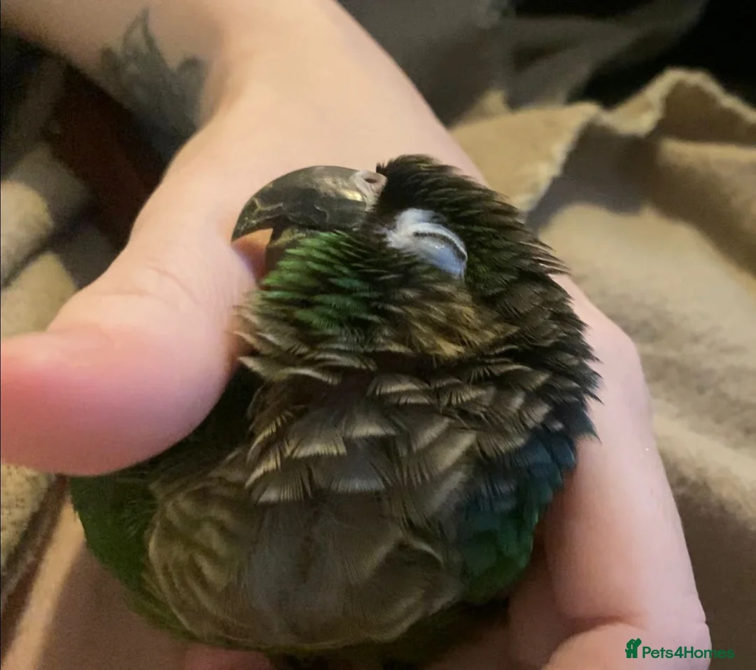 Conures birds for sale: Hand reared tame conure and kakarikis  - Advert 1