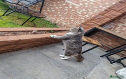 Maine Coon cats for sale: Amazing boy - Image 3