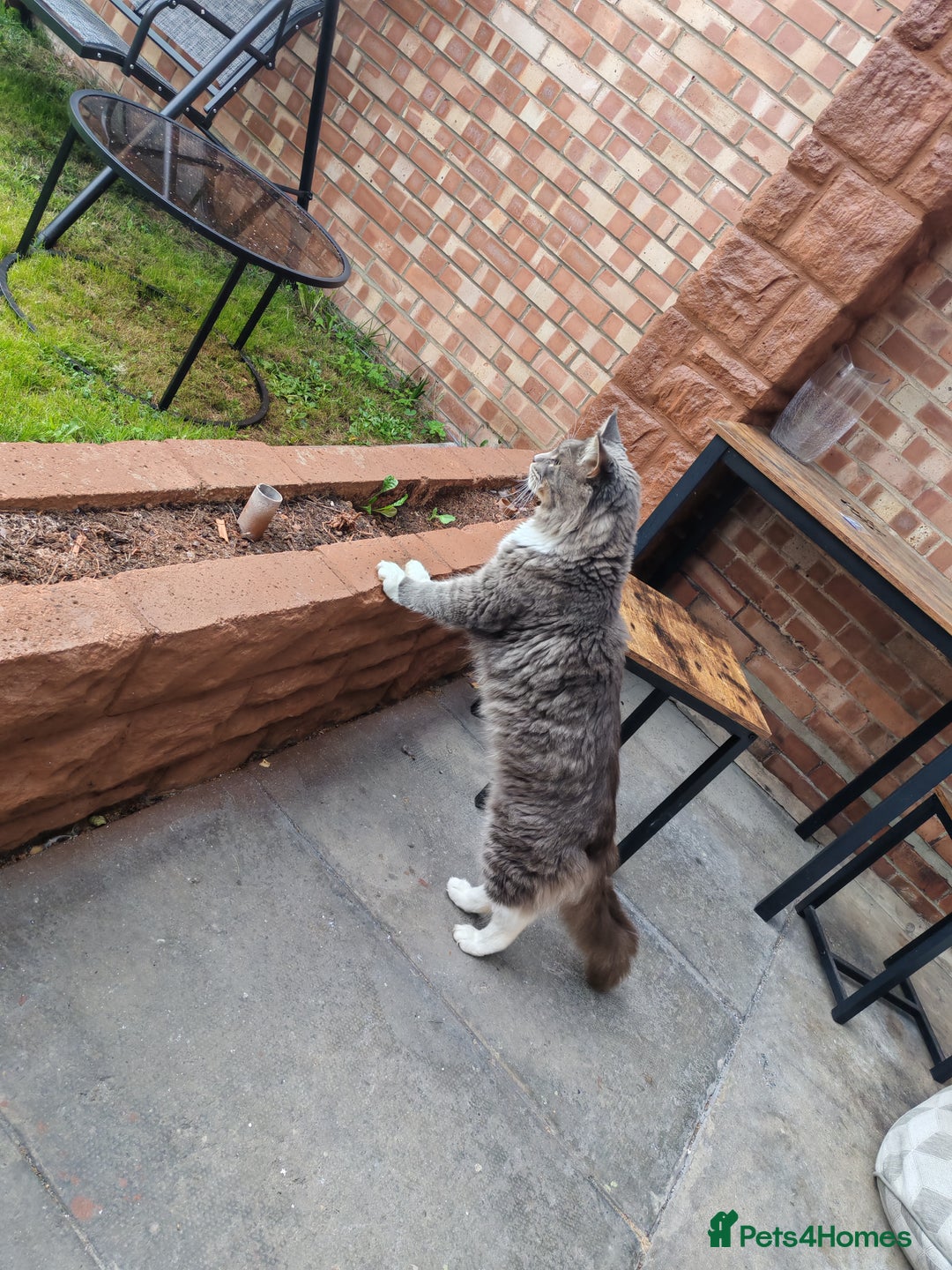 Maine Coon cats for sale: Amazing boy - Image 3