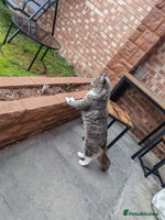 Maine Coon cats - Advert 1