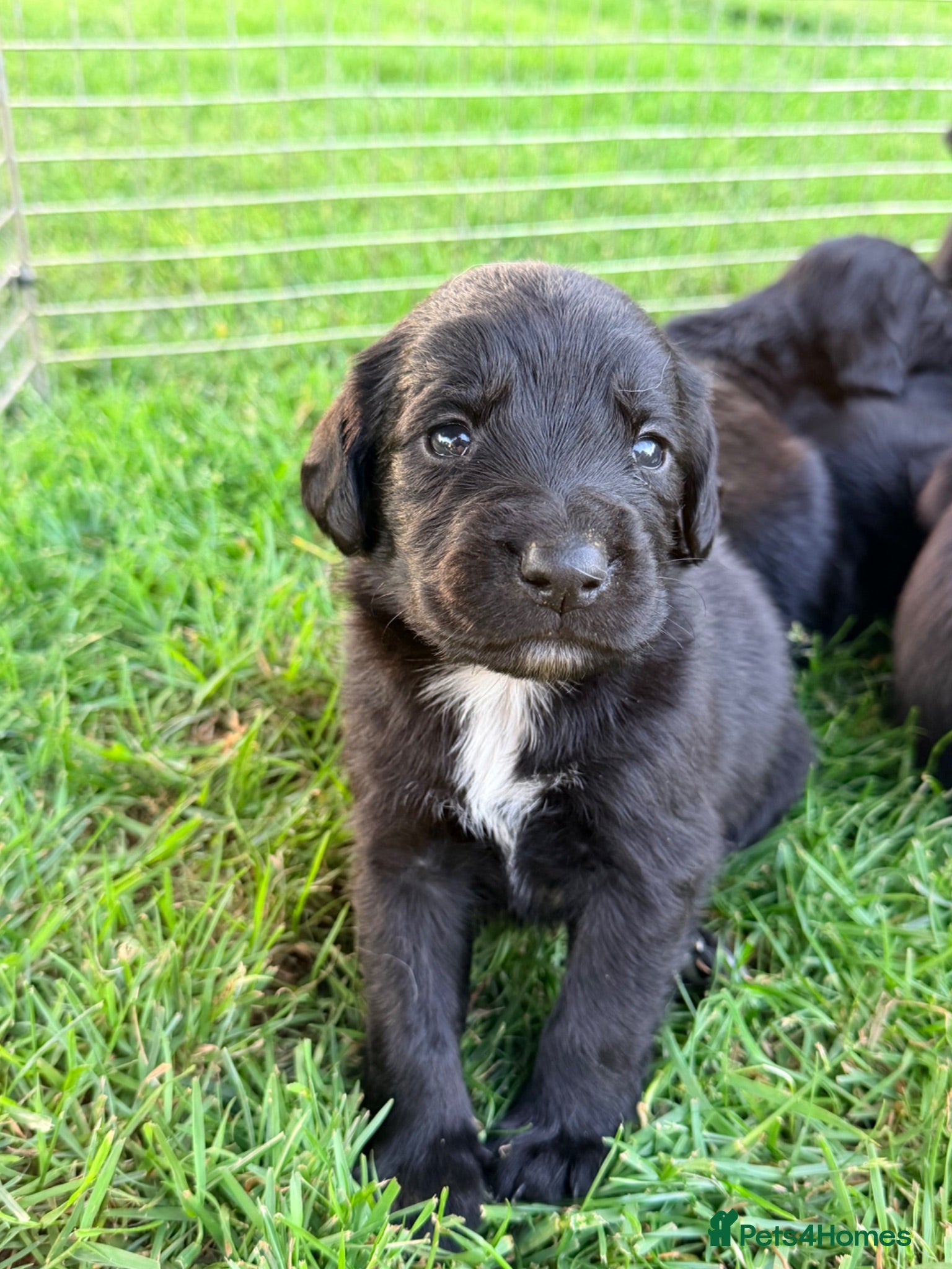 Springador dogs Springador Puppies - Advert 4