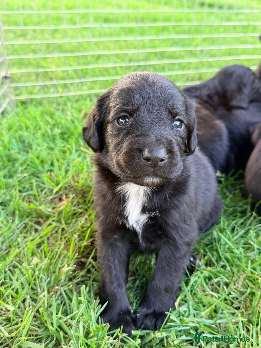 Springador dogs for sale: Springador Puppies in Insch - Advert 1