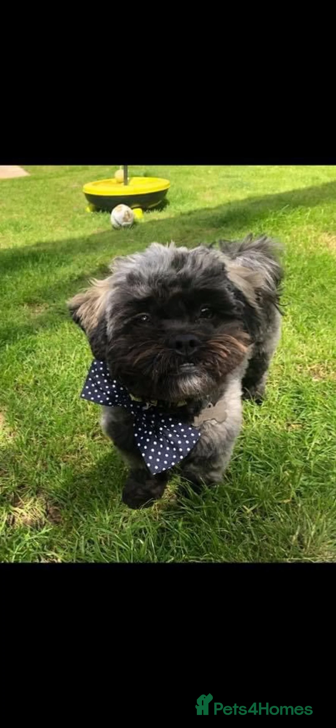 Pugapoo dogs for sale: 4 Year Old Pugapoo  in Bordon - Advert 1