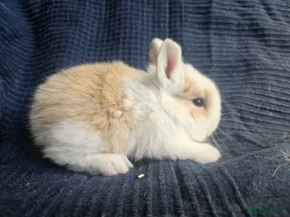 Cashmere Lop rabbits Rabbit 8 weeks old one left! £40 - Advert 16