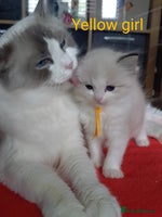 Ragdoll cats Ragdoll kittens GCCF registered from £995 - Advert 1