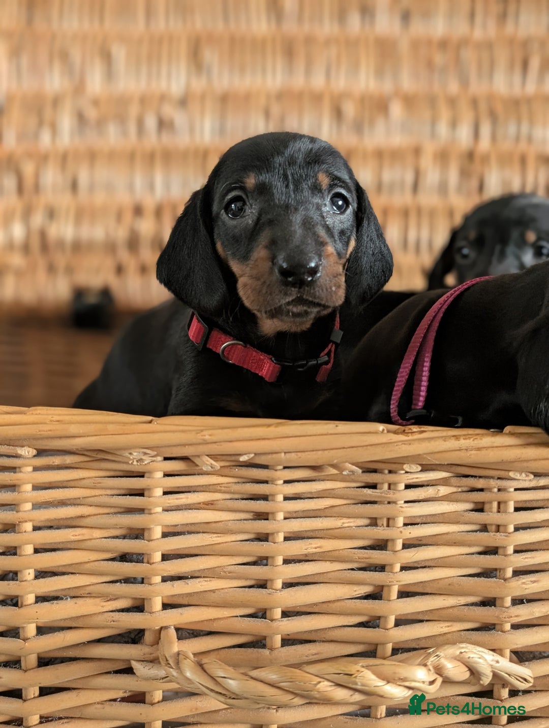 Dachshund dogs for sale: Quality Dachshund Standard Smooth Hair  - Advert 21