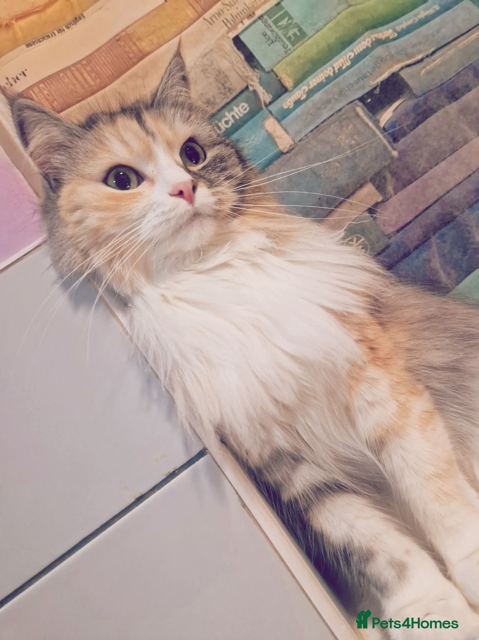 Mixed Breed cats ar old spayed female persian x cat needing home in Crawley - Advert 1