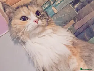 Mixed Breed cats ar old spayed female persian x cat needing home in Crawley - Advert 1