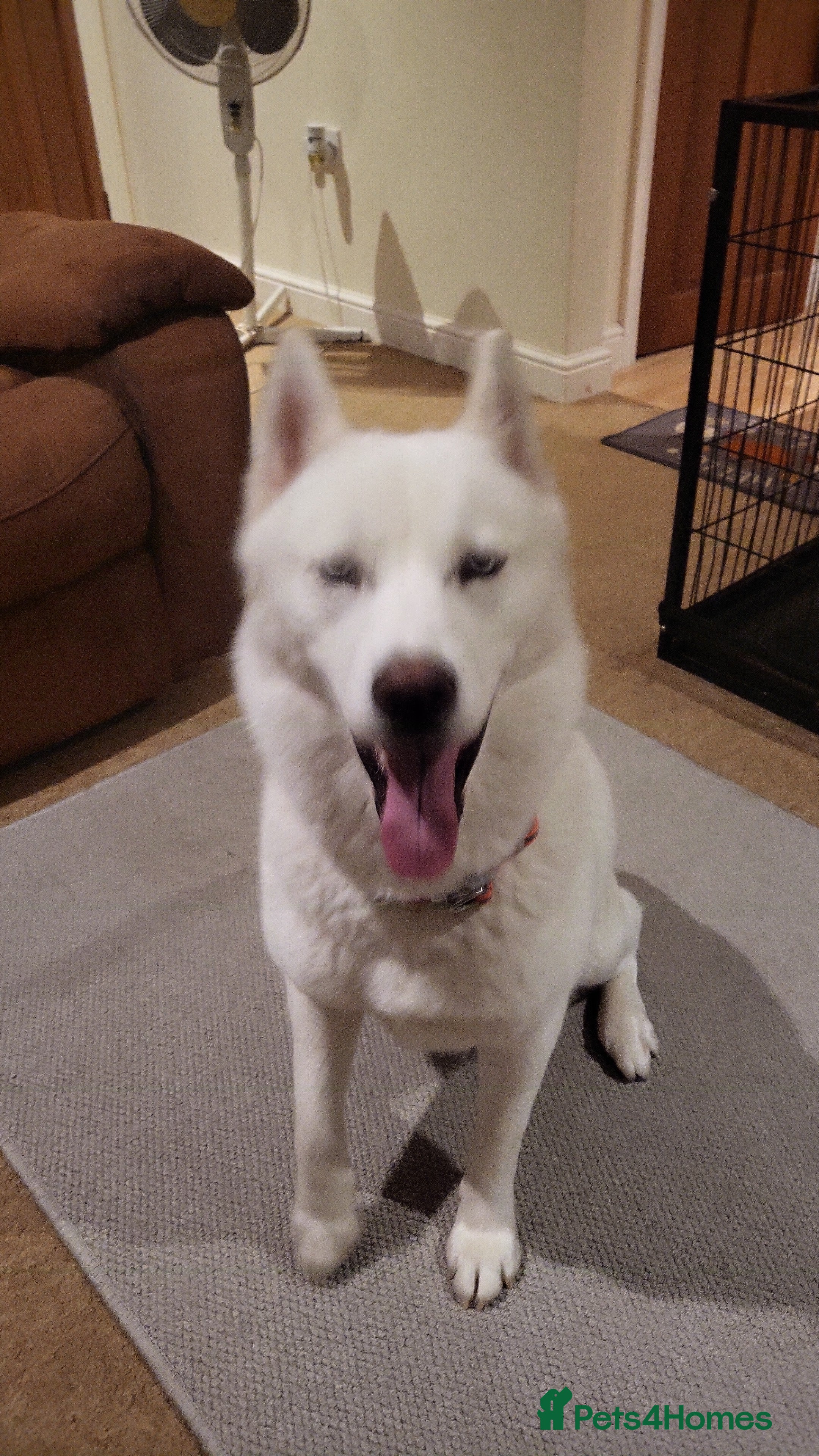 Siberian Husky dogs Siberian husky  - Advert 5