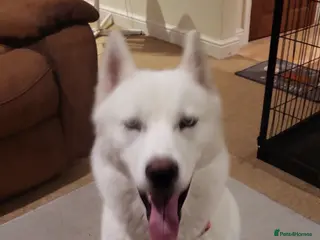 Siberian Husky dogs Siberian husky - Advert 5