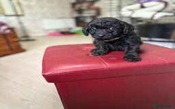 Toy Poodle dogs for sale: Toy poodle x chipoo male puppies - Advert 5