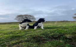 Smooth Collie dogs for sale: Beautiful Smooth Coated Puppies  - Image 1