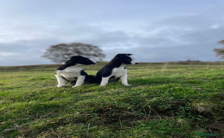 Smooth Collie dogs - Advert 1