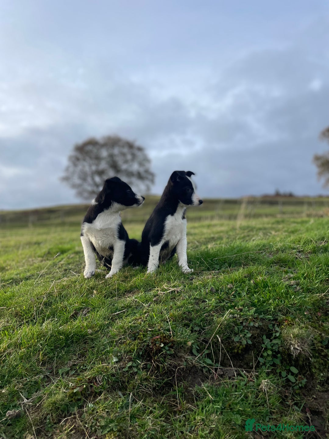 Smooth Collie dogs for sale: Beautiful Smooth Coated Puppies  - Image 1