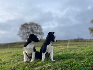 Smooth Collie dogs - Advert 7