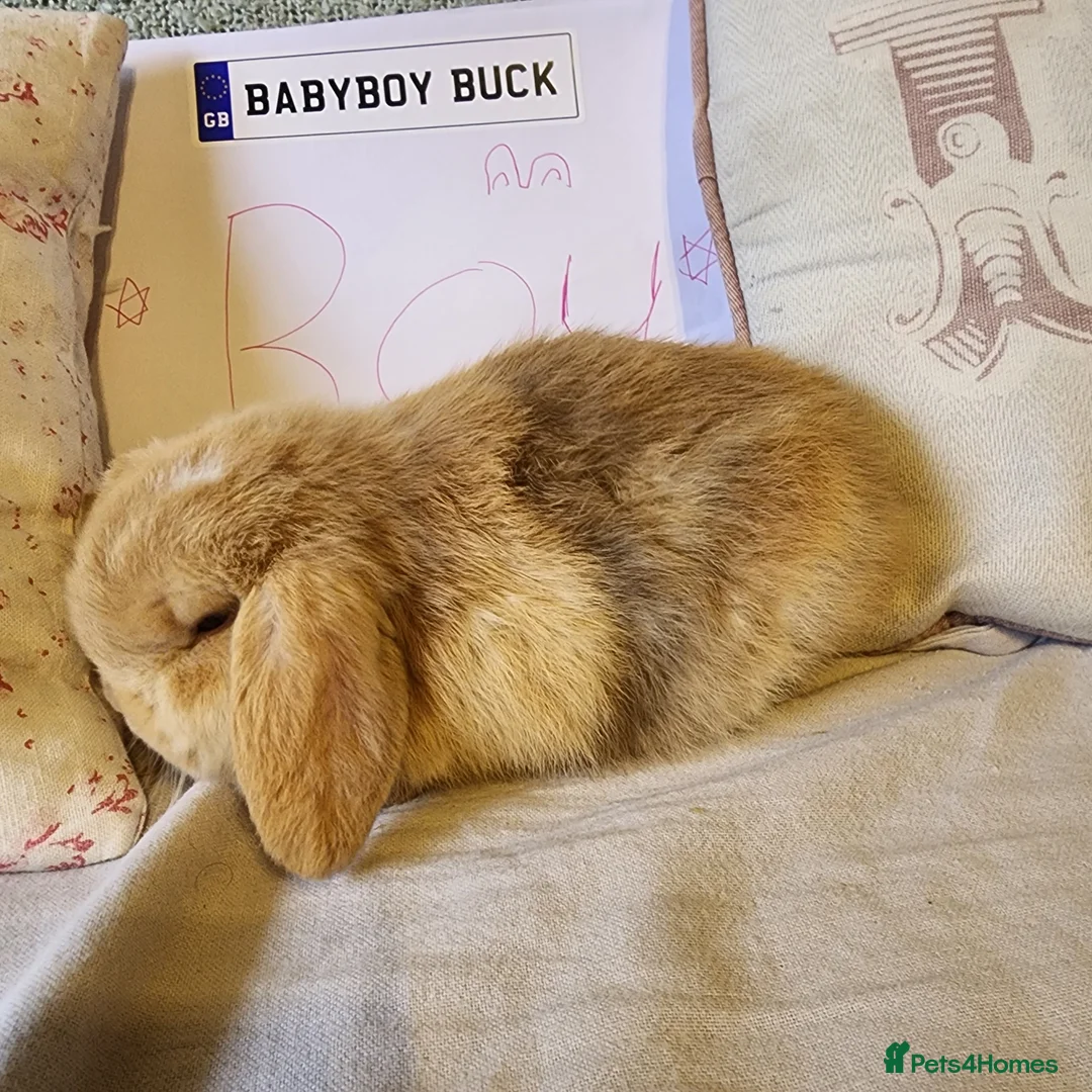 Mini Lop rabbits for sale: Stunning Mini Lops from Keeper's Mini Lops  - Advert 2