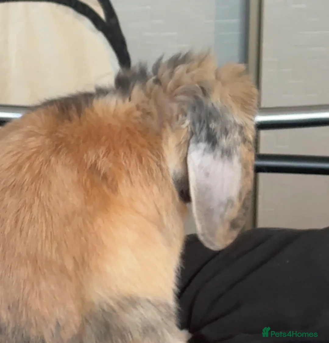 Mini Lop rabbits for sale: Mini lop  in Wallsend - Advert 2