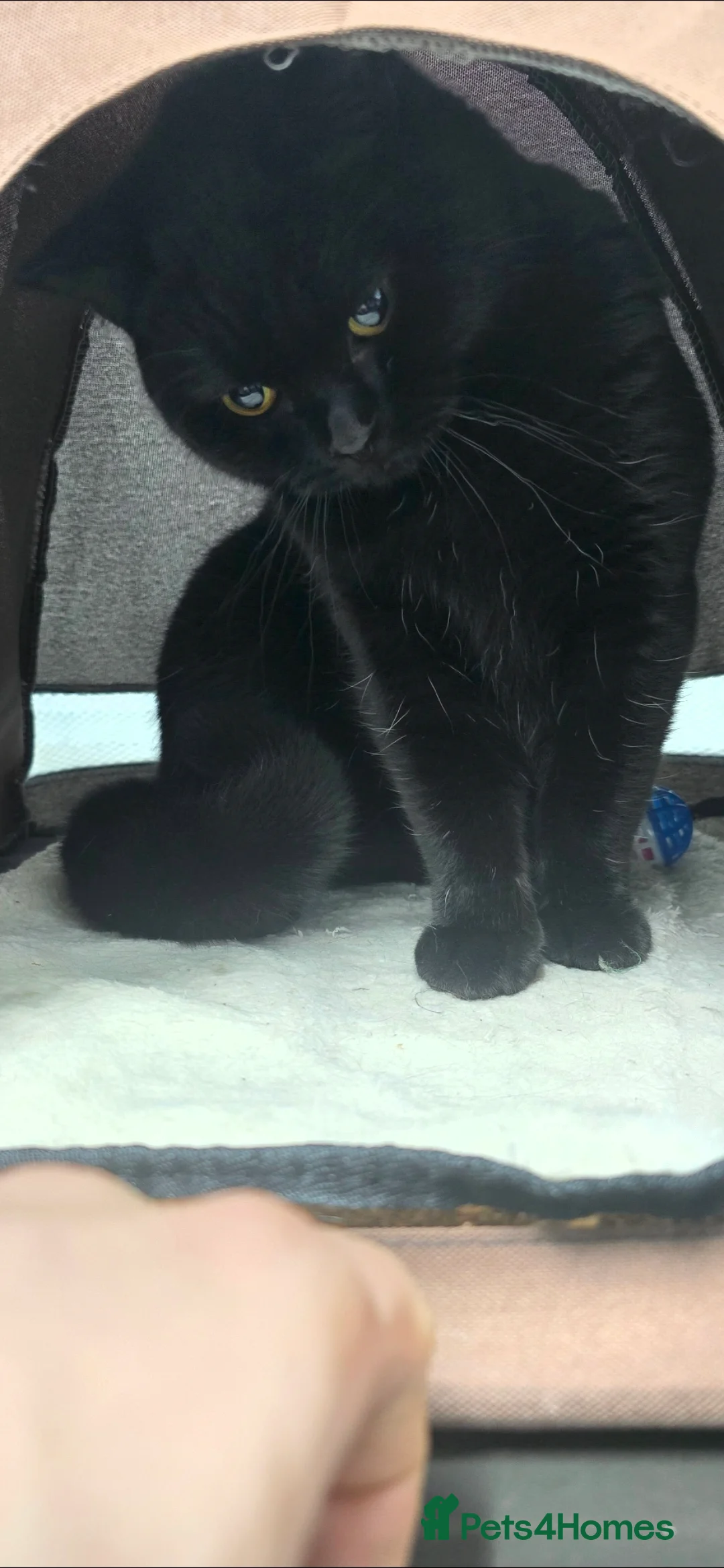 British Shorthair cats for sale: Black British short hair kitten - Advert 2