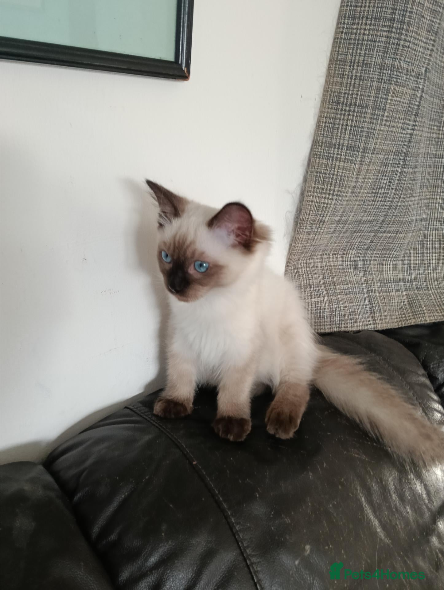 Ragdoll cats GCCF Registered Ragdoll Kittens  - Advert 1