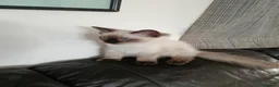 Ragdoll cats for sale: GCCF Registered Ragdoll Kittens  - Advert 1