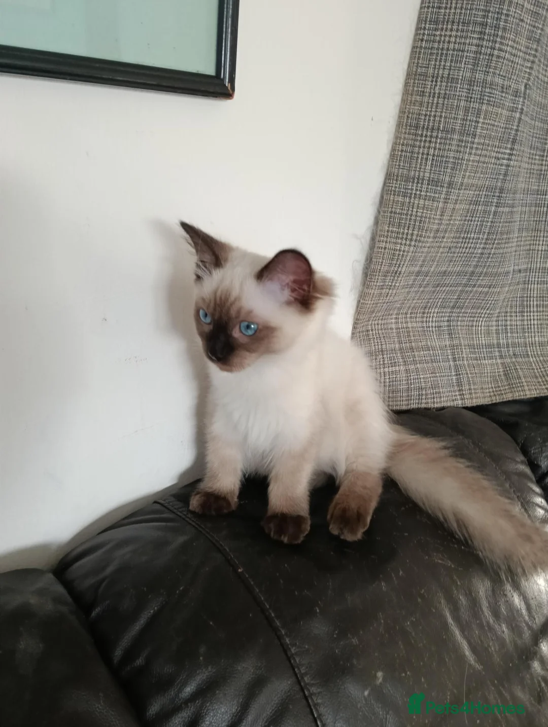 Ragdoll cats for sale: GCCF Registered Ragdoll Kittens  - Advert 1