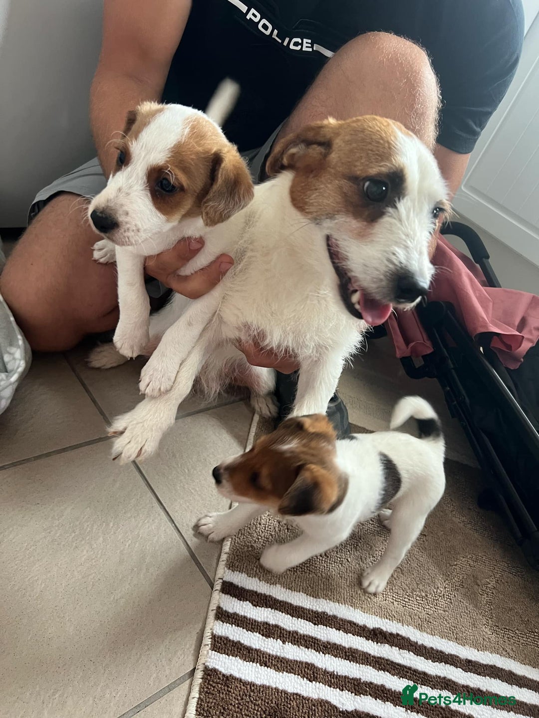 Jack Russell dogs for sale: 2 males puppies for sale - Image 11