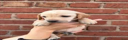 Mixed Breed dogs for sale: Vizslador puppies for sale in Shrewsbury - Advert 5