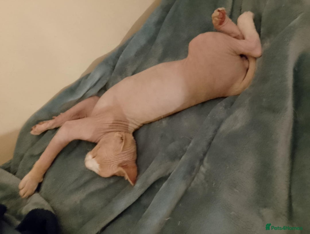 Sphynx cats for sale: Sphynx Kitten 2 - 1 Canadian Sphynx kitten LEFT - Image 5
