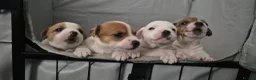 Jack Russell dogs for sale: Adorable little jack russel  in Blaenau Ffestiniog - Advert 5