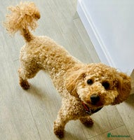 Miniature Poodle dogs Stunning Deep Red & Apricot Mini Poodle Puppies - Advert 11