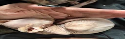 Sphynx cats for sale: 2 Sphynx kittens looking for forever homes  - Advert 5