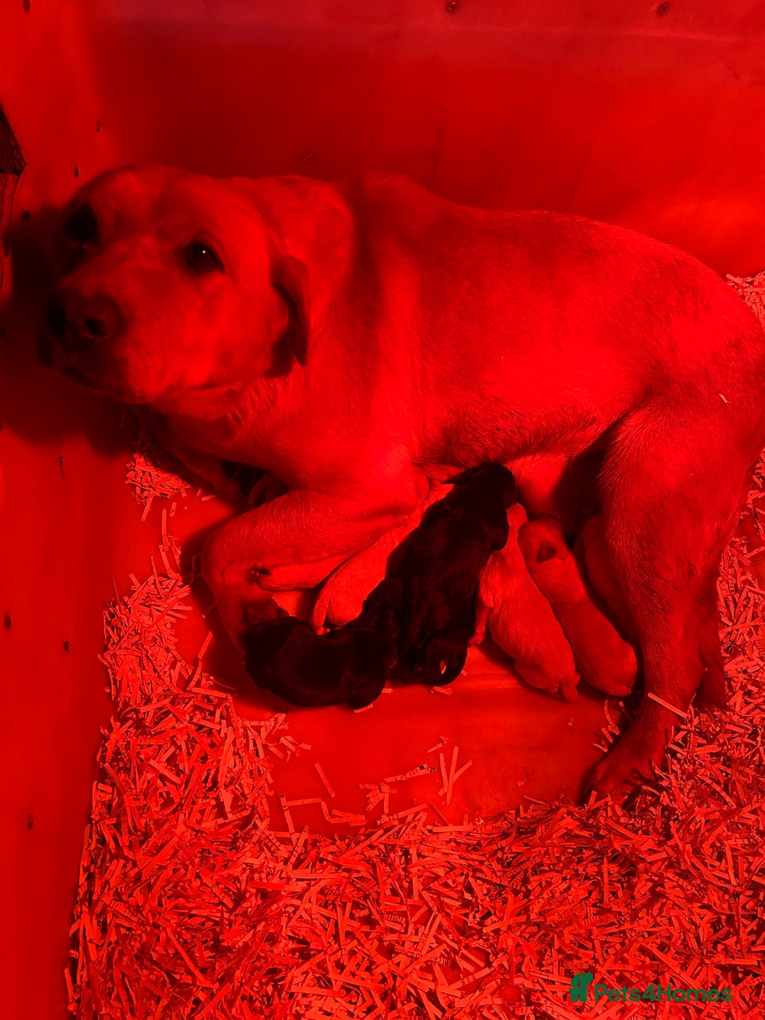 Labrador Retriever dogs for sale: Golden Labrador puppies - Advert 4